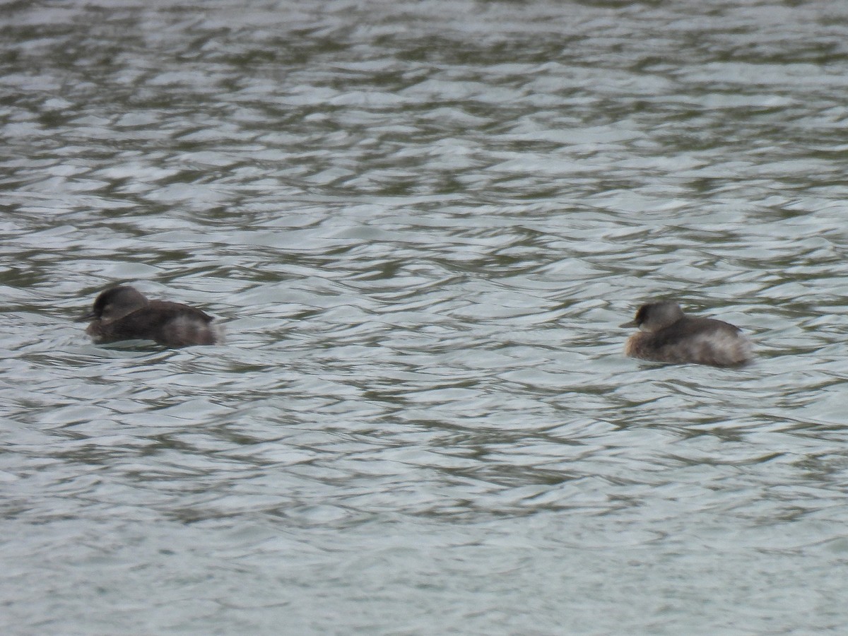 Least Grebe - ML647800161