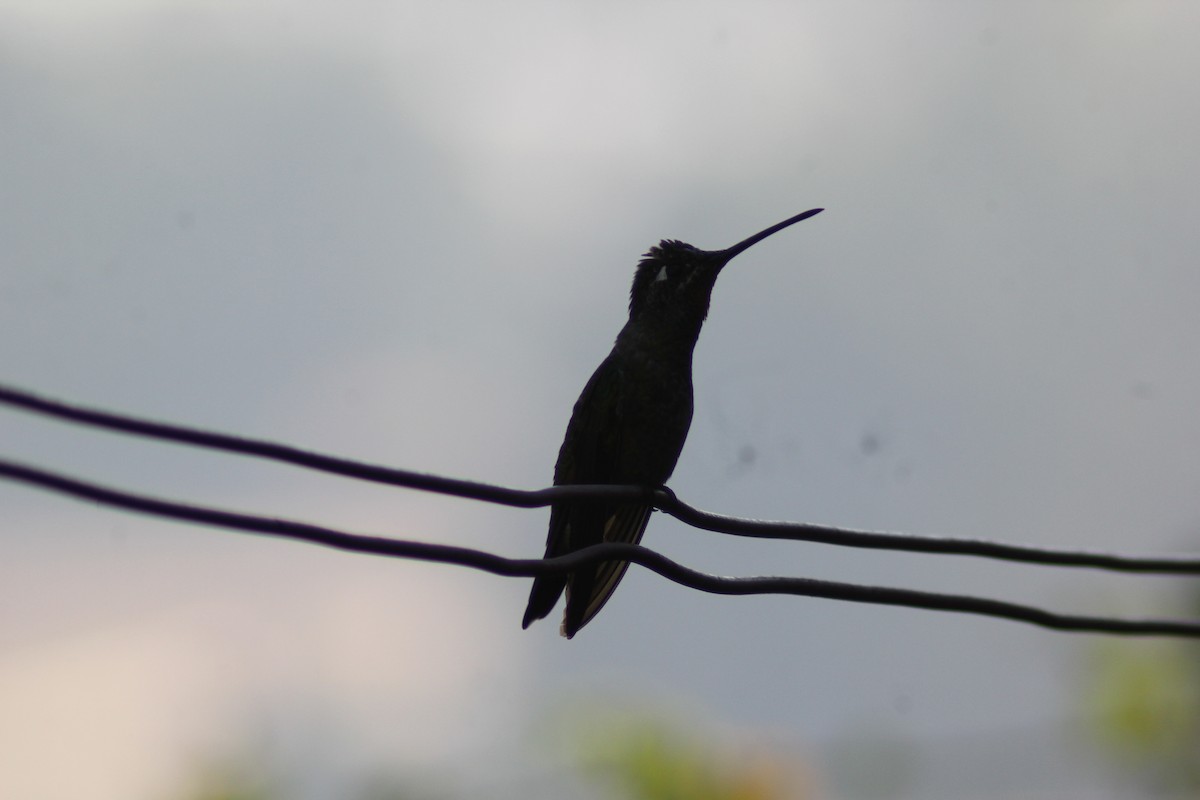 Colibri de Rivoli - ML647800170