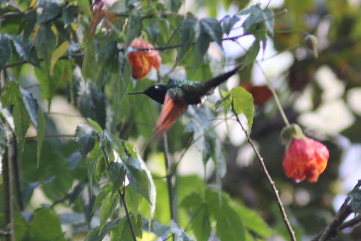 Colibri à gorge grenat - ML647800192