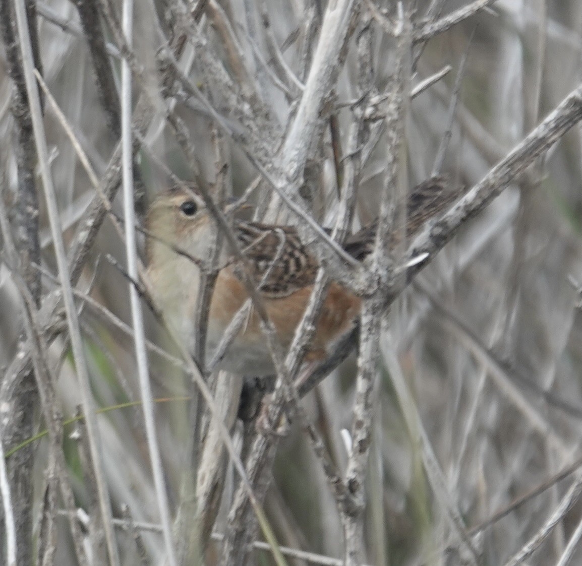 Sedge Wren - ML647800193