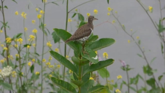 アメリカイソシギ - ML647800202