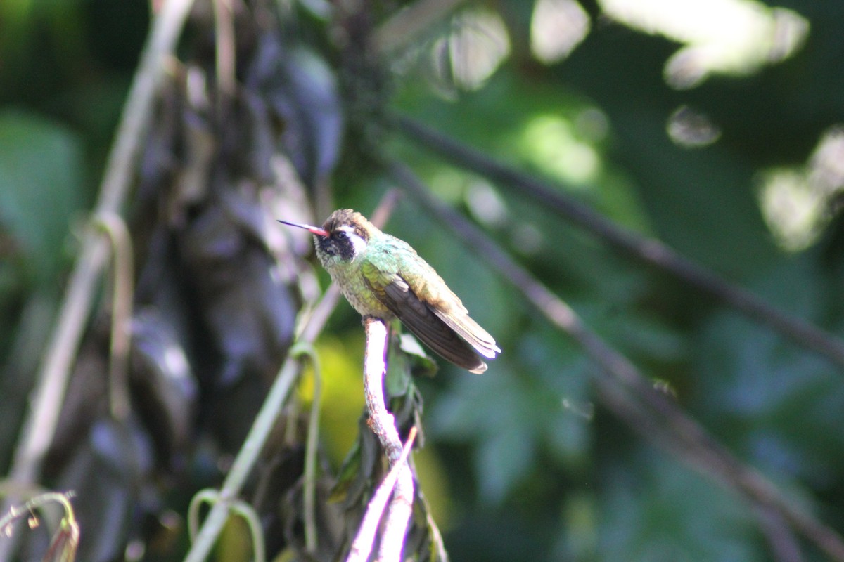 Colibri à oreilles blanches - ML647800206