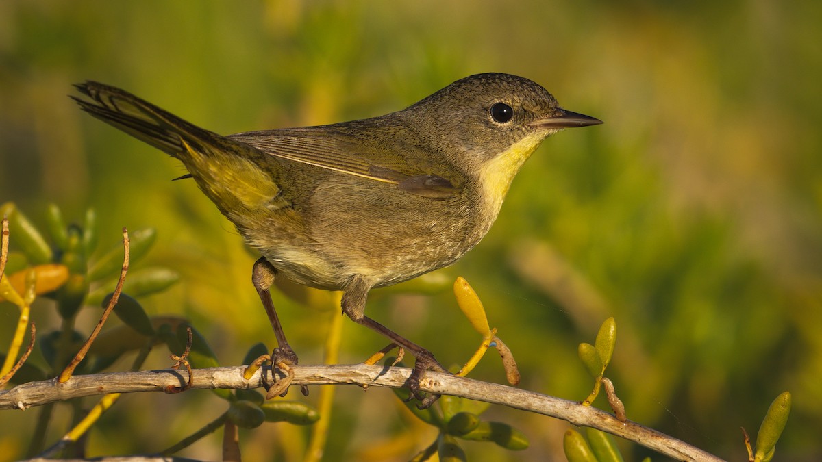 Common Yellowthroat (trichas Group) - ML647800210