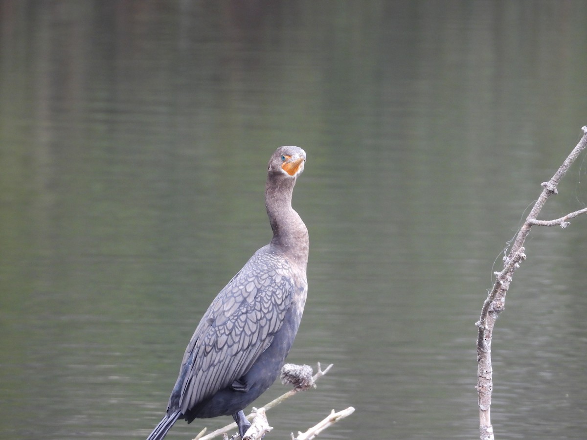 Double-crested Cormorant - ML647800222