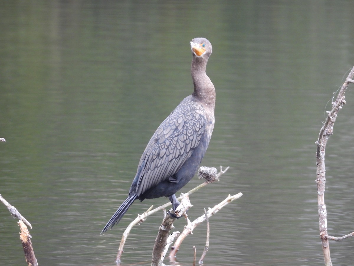 Double-crested Cormorant - ML647800224