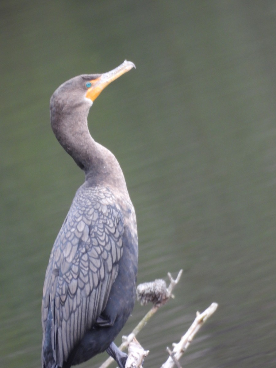 Double-crested Cormorant - ML647800226