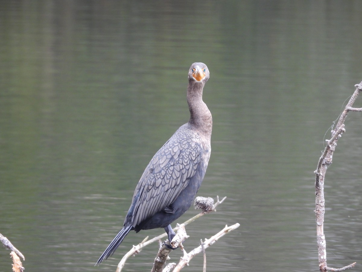 Double-crested Cormorant - ML647800228