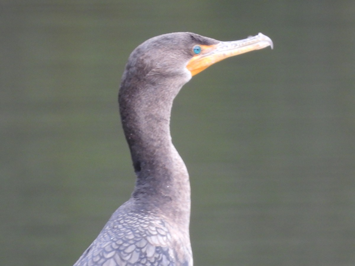 Double-crested Cormorant - ML647800229