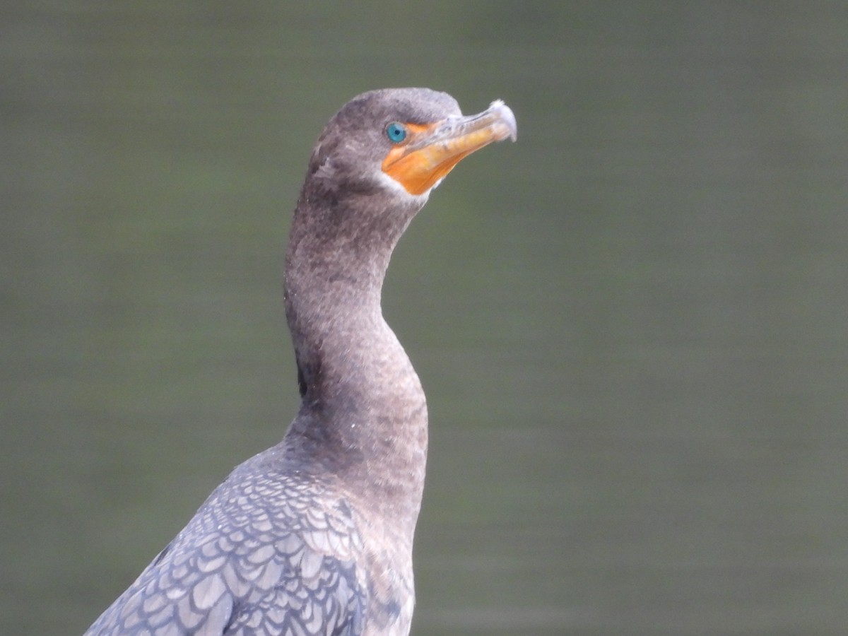 Double-crested Cormorant - ML647800230