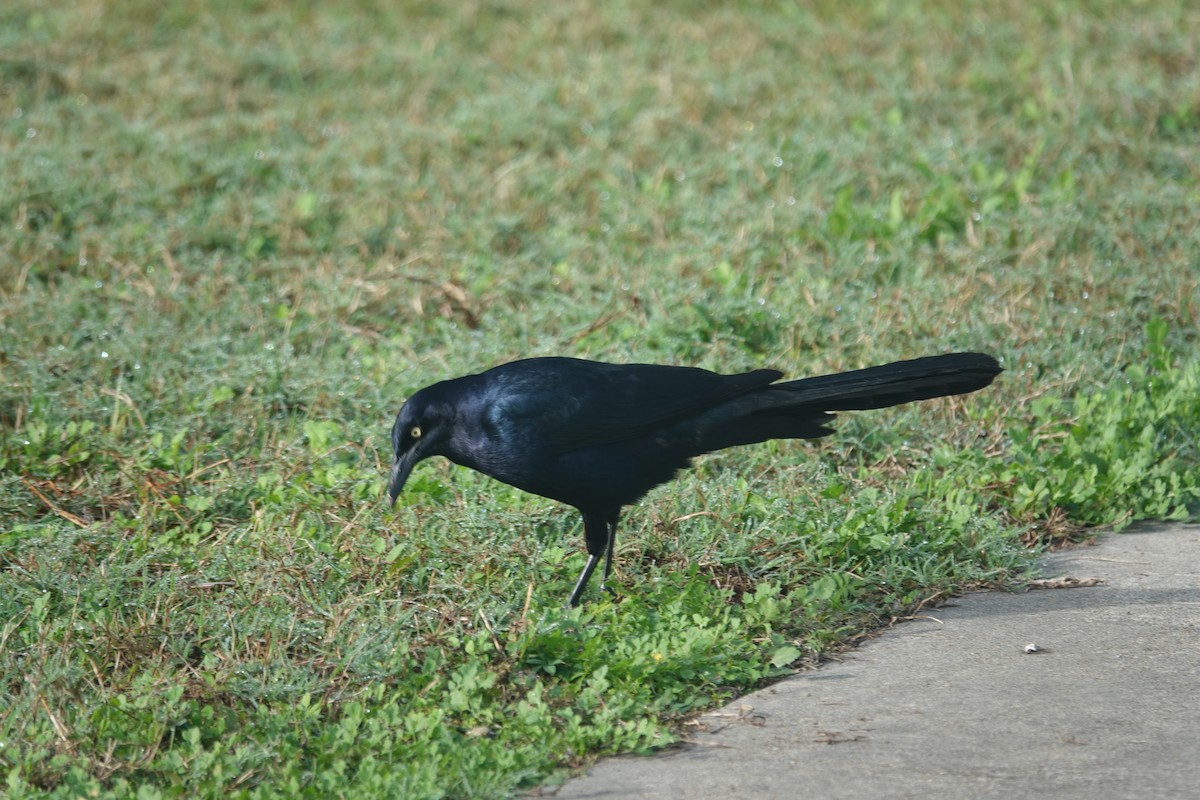 Great-tailed Grackle - ML647800239