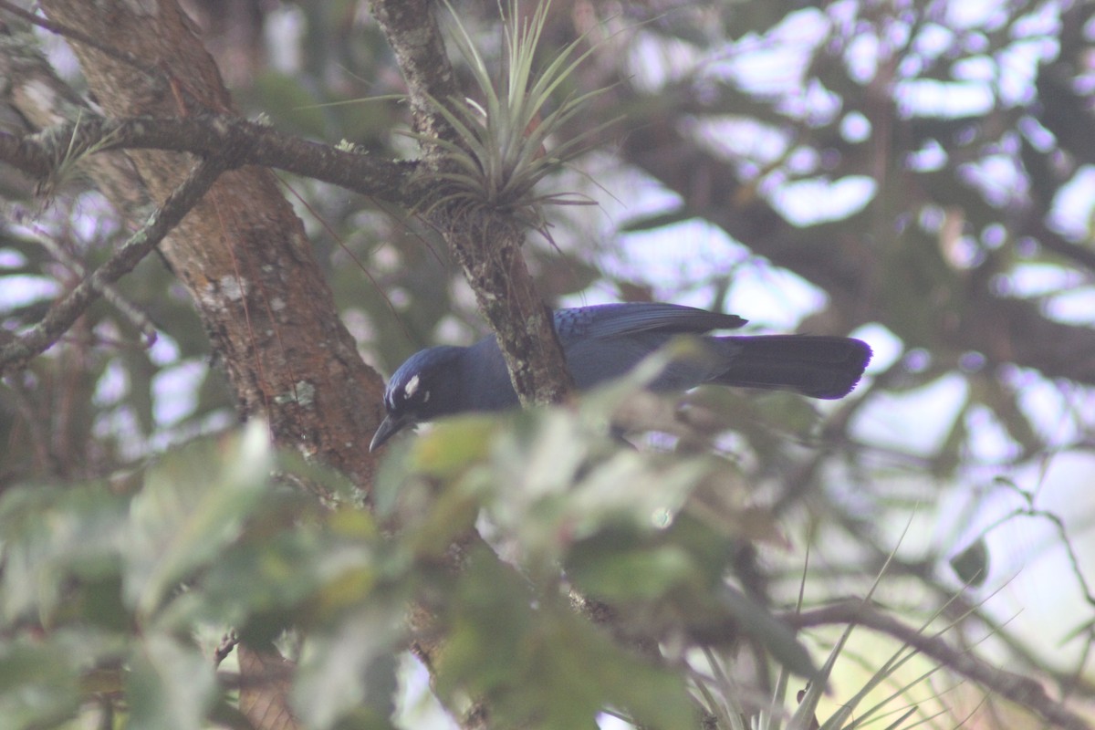 Geai de Steller (groupe coronata) - ML647800249