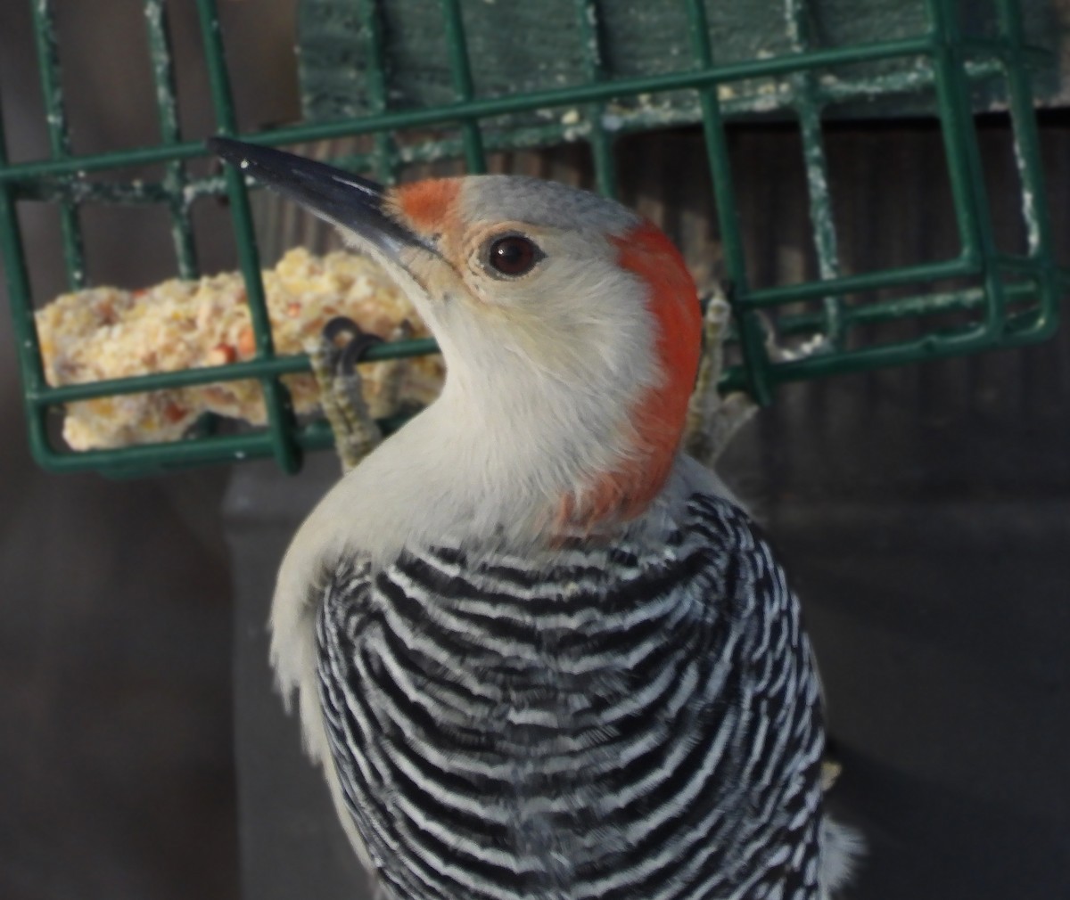 Red-bellied Woodpecker - ML647800269