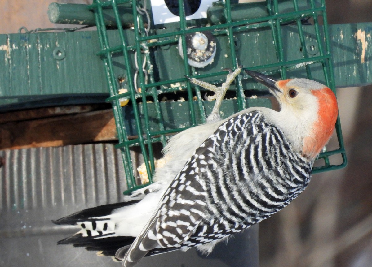 Red-bellied Woodpecker - ML647800272