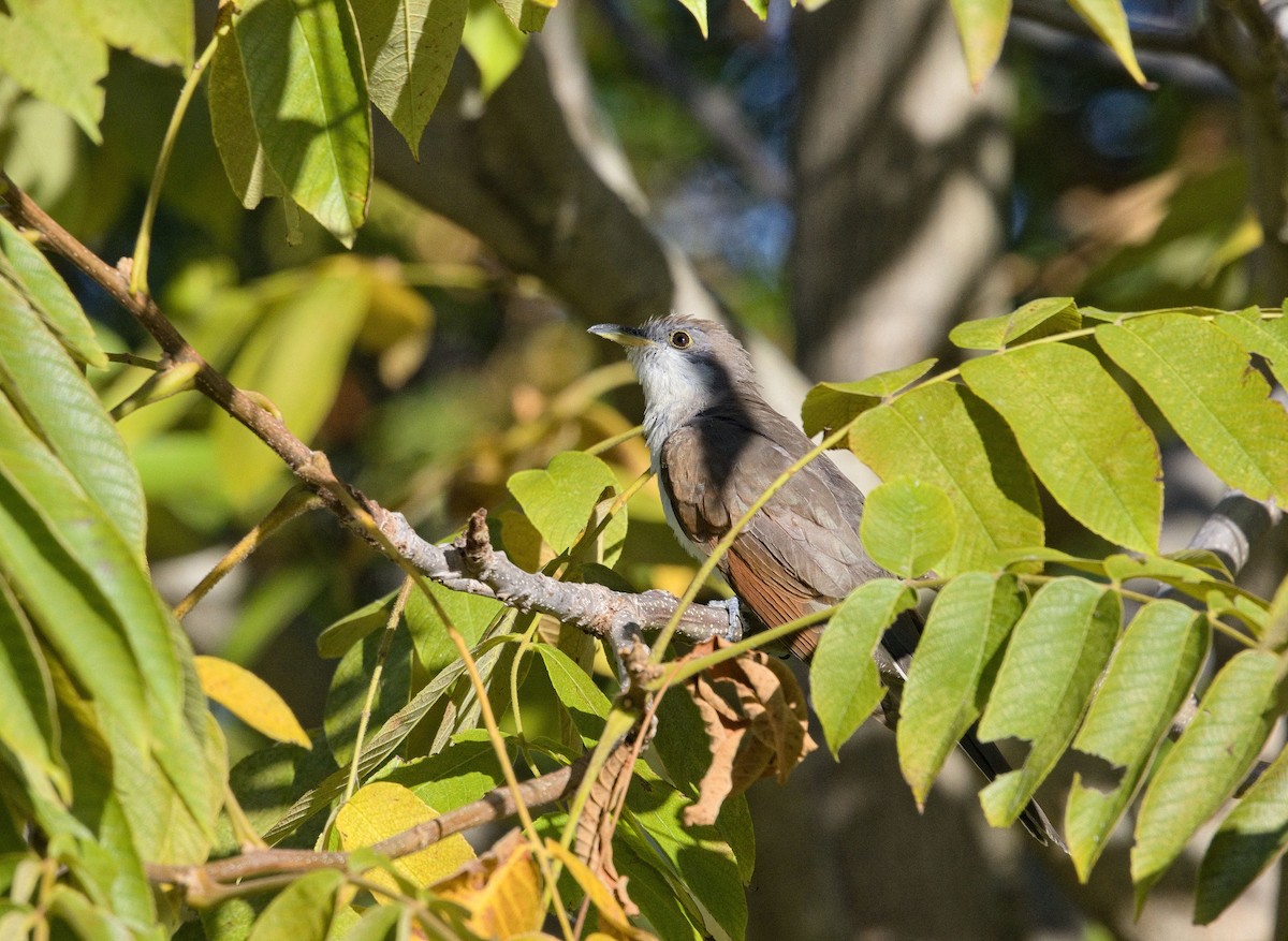 Cuculo americano - ML647800279