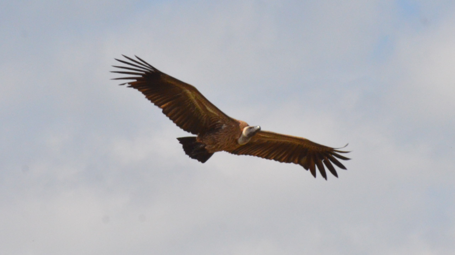 Ak Sırtlı Akbaba - ML647800280