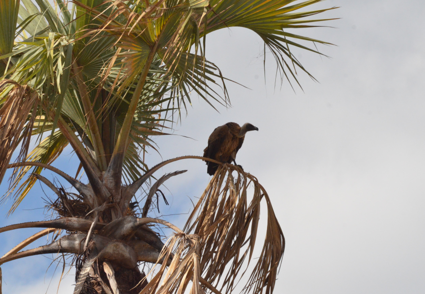 Ak Sırtlı Akbaba - ML647800288