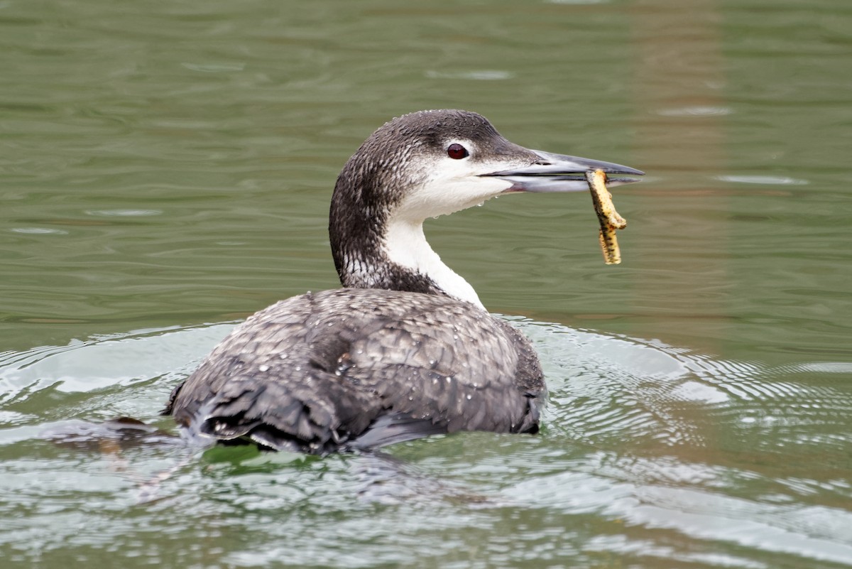 Common Loon - ML647800302