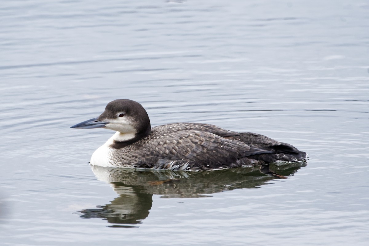 Common Loon - ML647800303