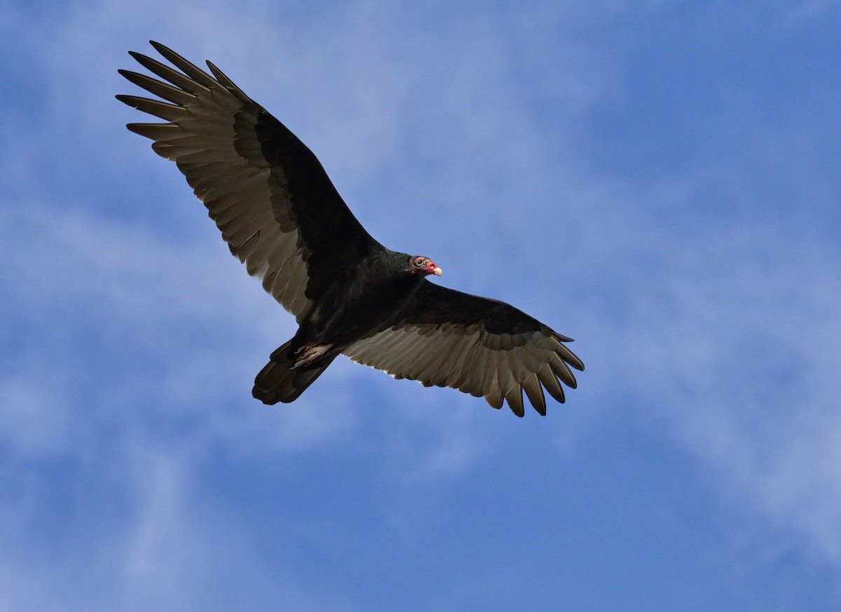 Turkey Vulture - ML647800309