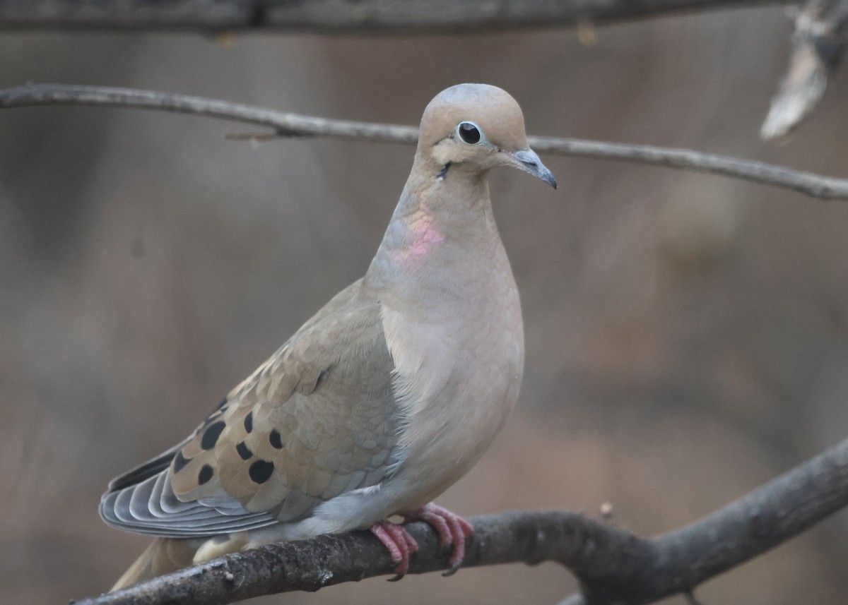 Zenaida Huilota - ML647800332