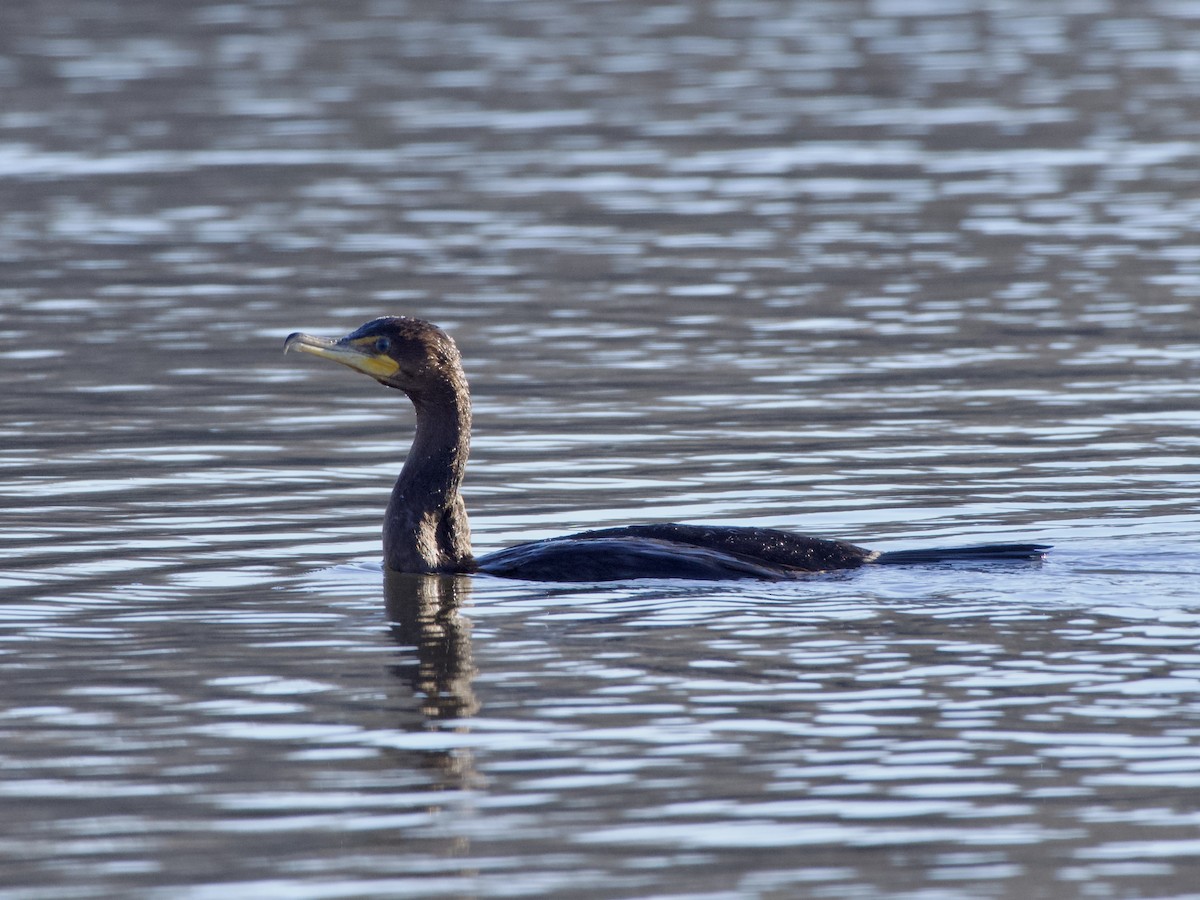 Double-crested Cormorant - ML647800344