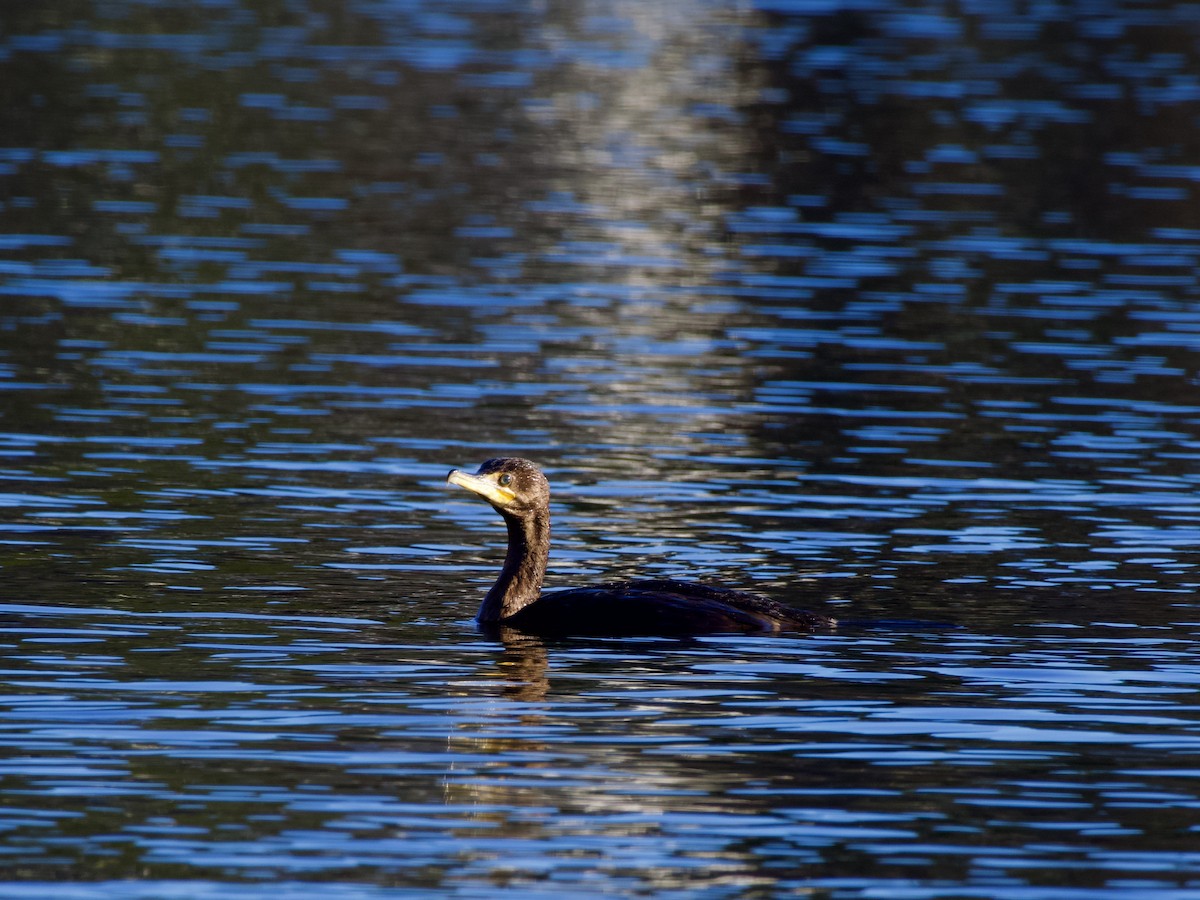 Double-crested Cormorant - ML647800345