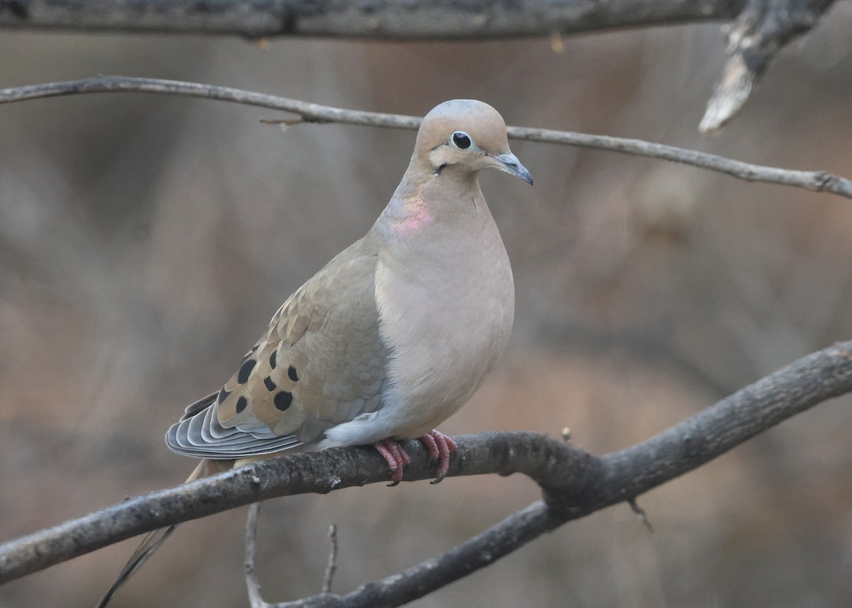 Zenaida Huilota - ML647800349
