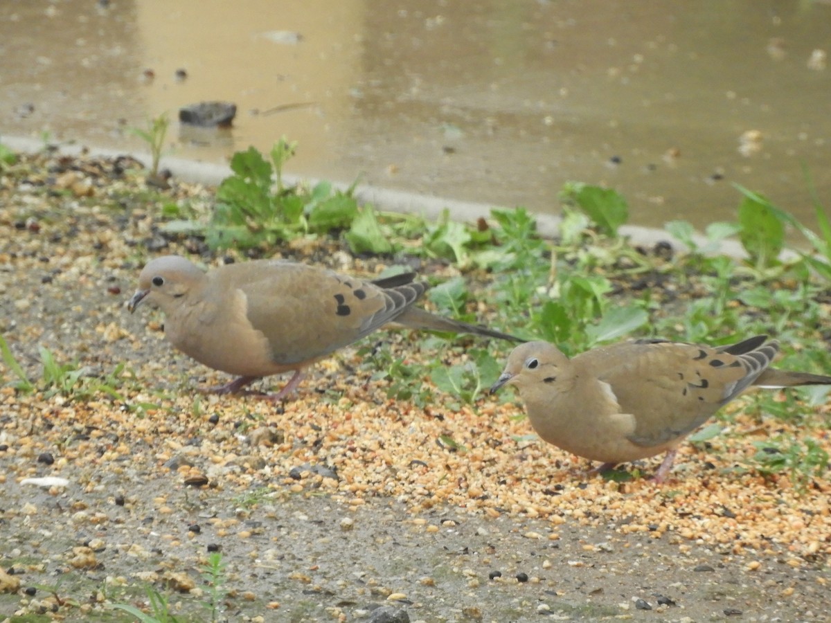 Zenaida Huilota - ML647800362