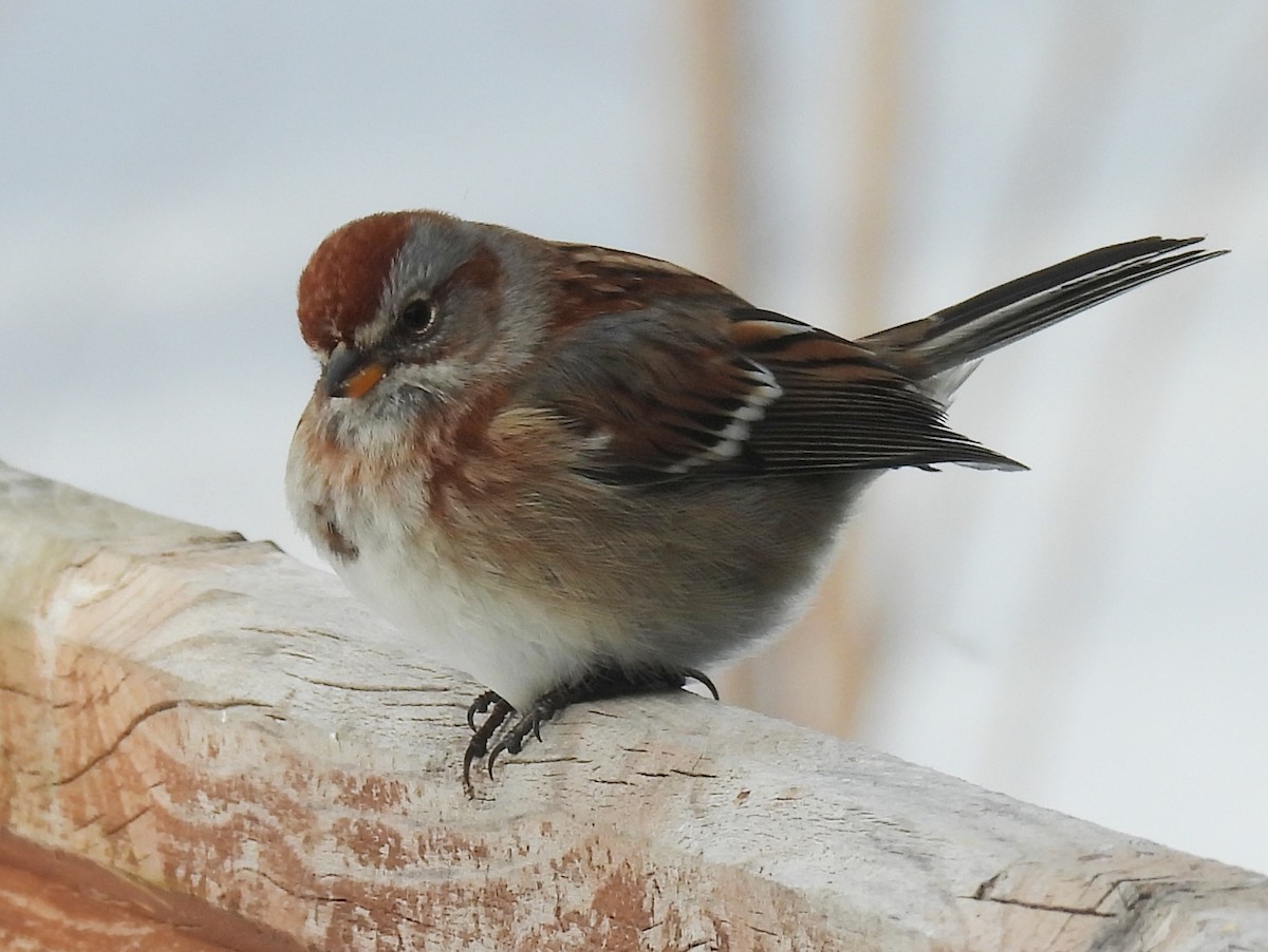 Пасовник північний - ML647800363