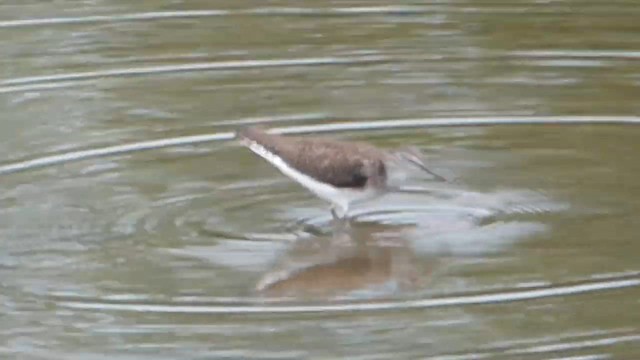 Solitary Sandpiper - ML647800364