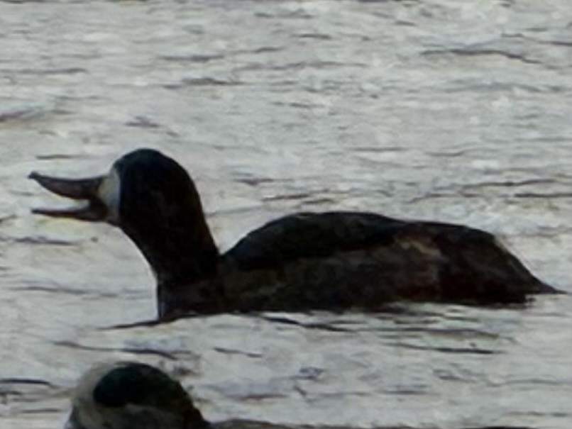 bergand - ML647800373