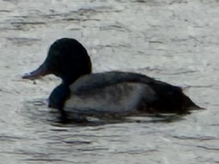 bergand - ML647800374