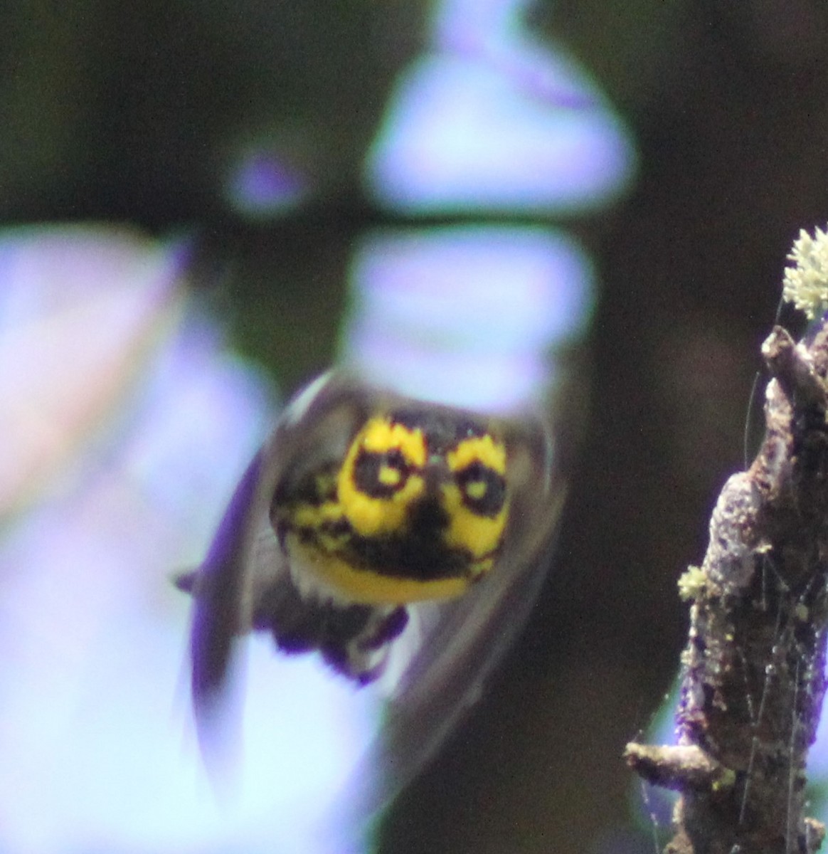 Paruline de Townsend - ML647800382