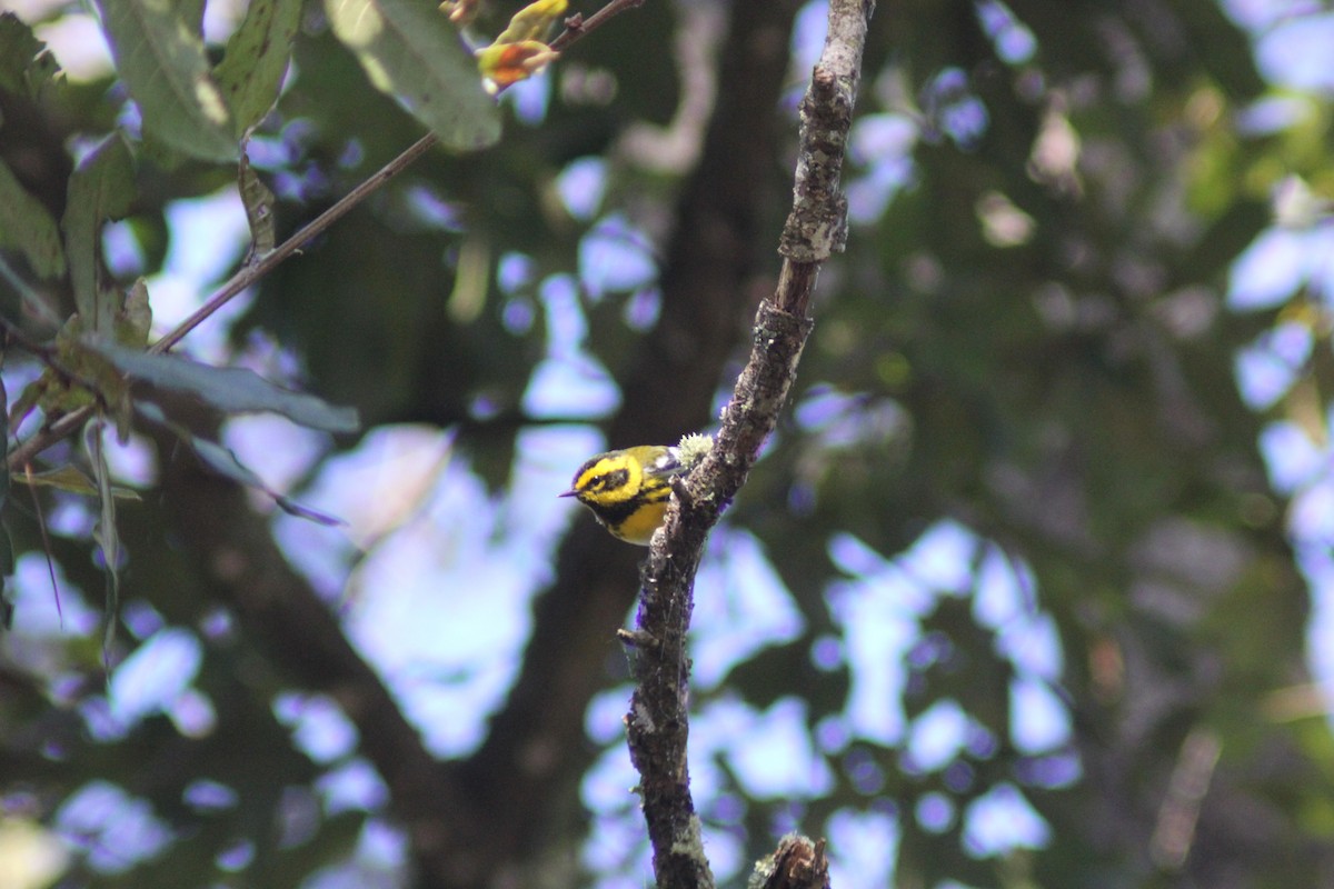 Paruline de Townsend - ML647800384