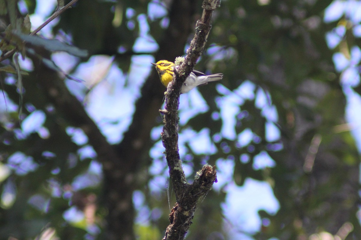 Paruline de Townsend - ML647800385