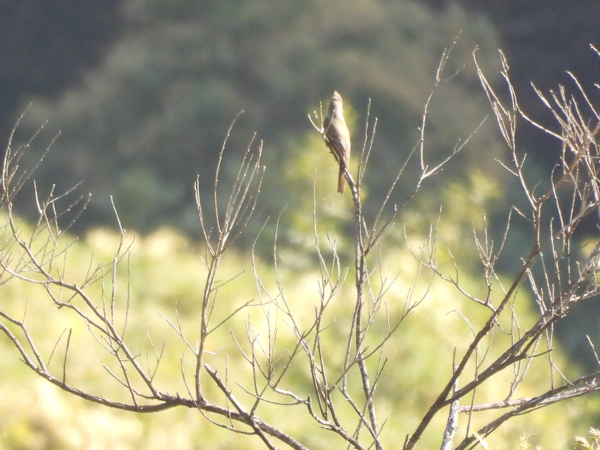 Greater Pewee - ML647800400