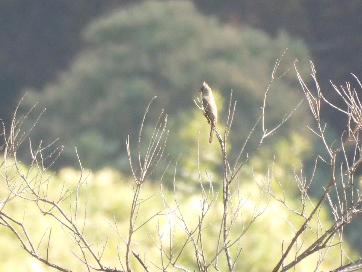 Greater Pewee - ML647800401