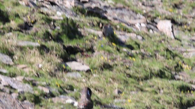 Alpenschneehuhn - ML647800405