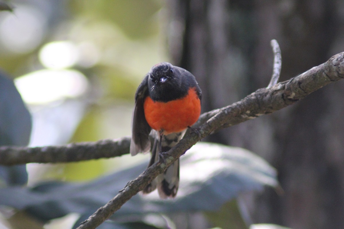 Paruline ardoisée - ML647800407