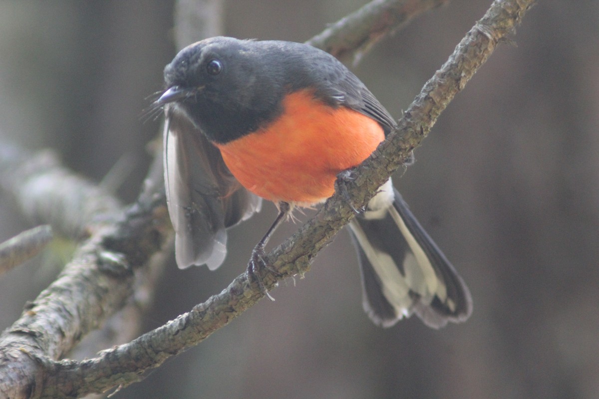 Paruline ardoisée - ML647800408