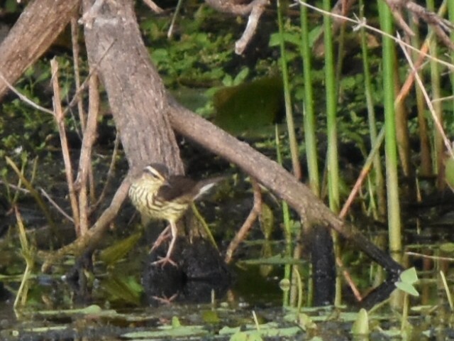 Northern Waterthrush - ML647800410