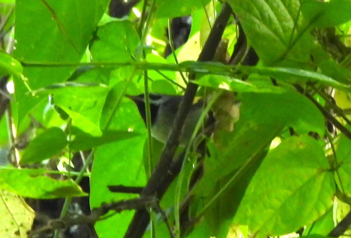 キンバネアメリカムシクイ - ML647800459