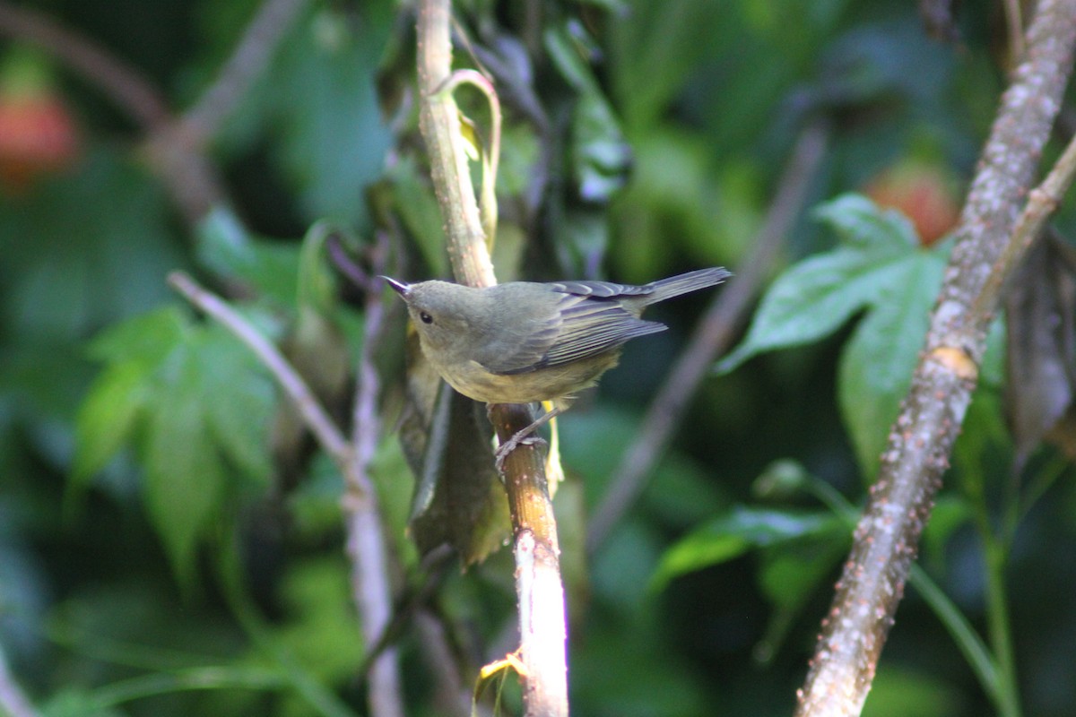 Percefleur cannelle - ML647800460