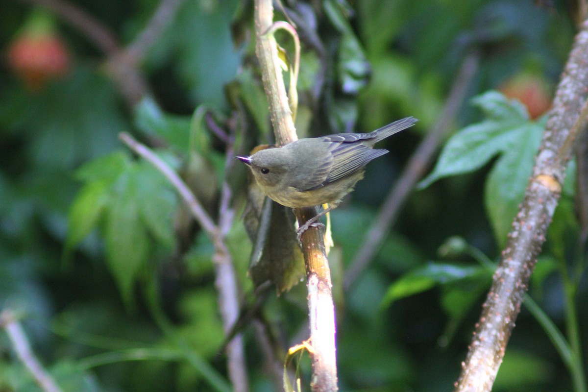 Percefleur cannelle - ML647800461