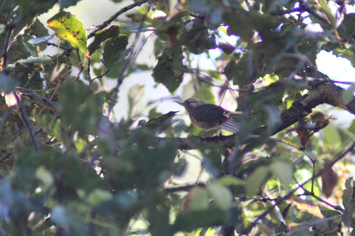 Percefleur cannelle - ML647800462