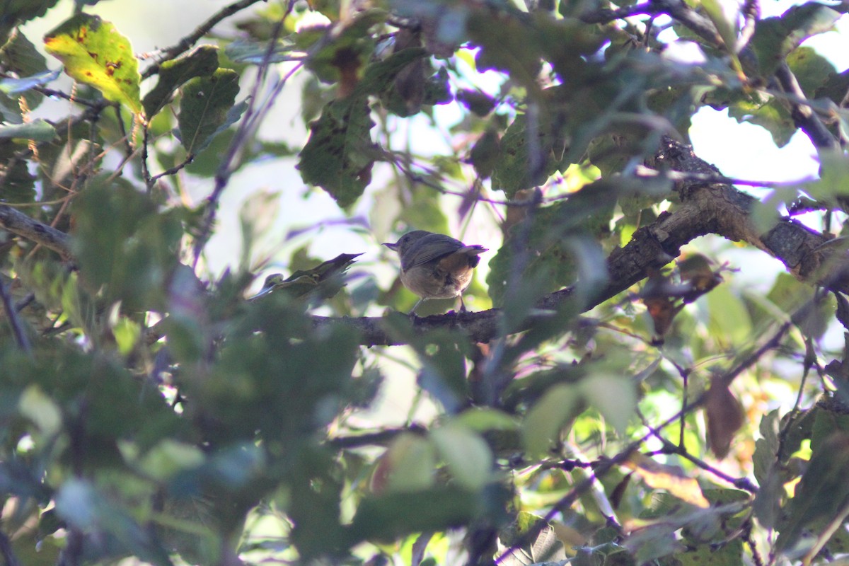 Percefleur cannelle - ML647800463