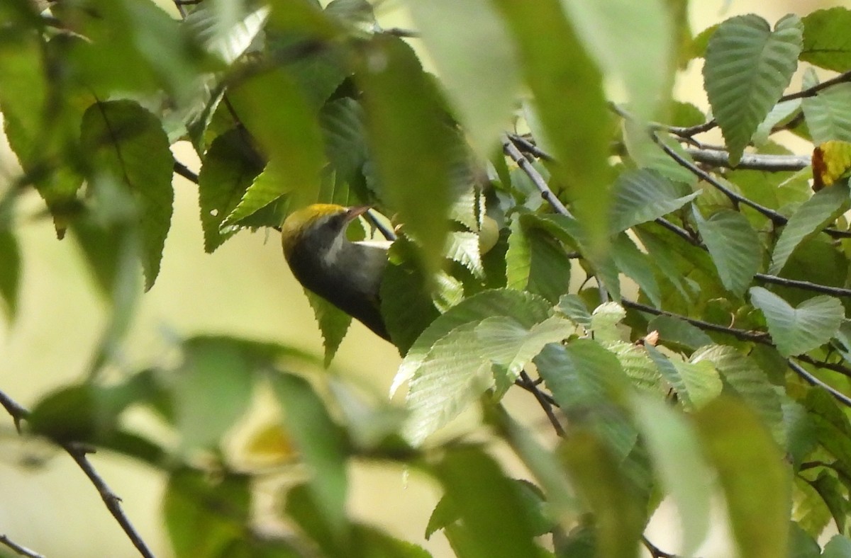 キンバネアメリカムシクイ - ML647800491