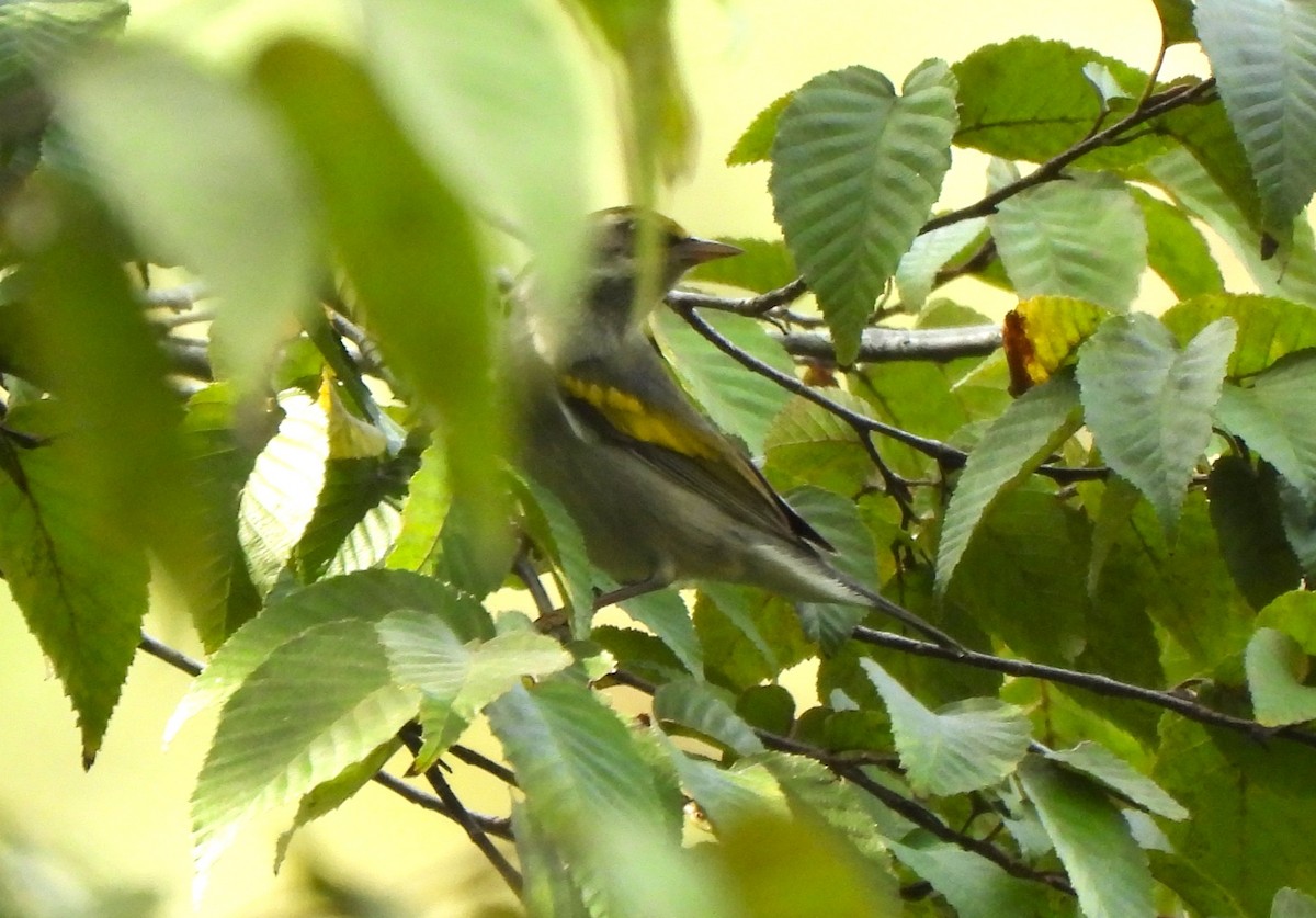 キンバネアメリカムシクイ - ML647800492