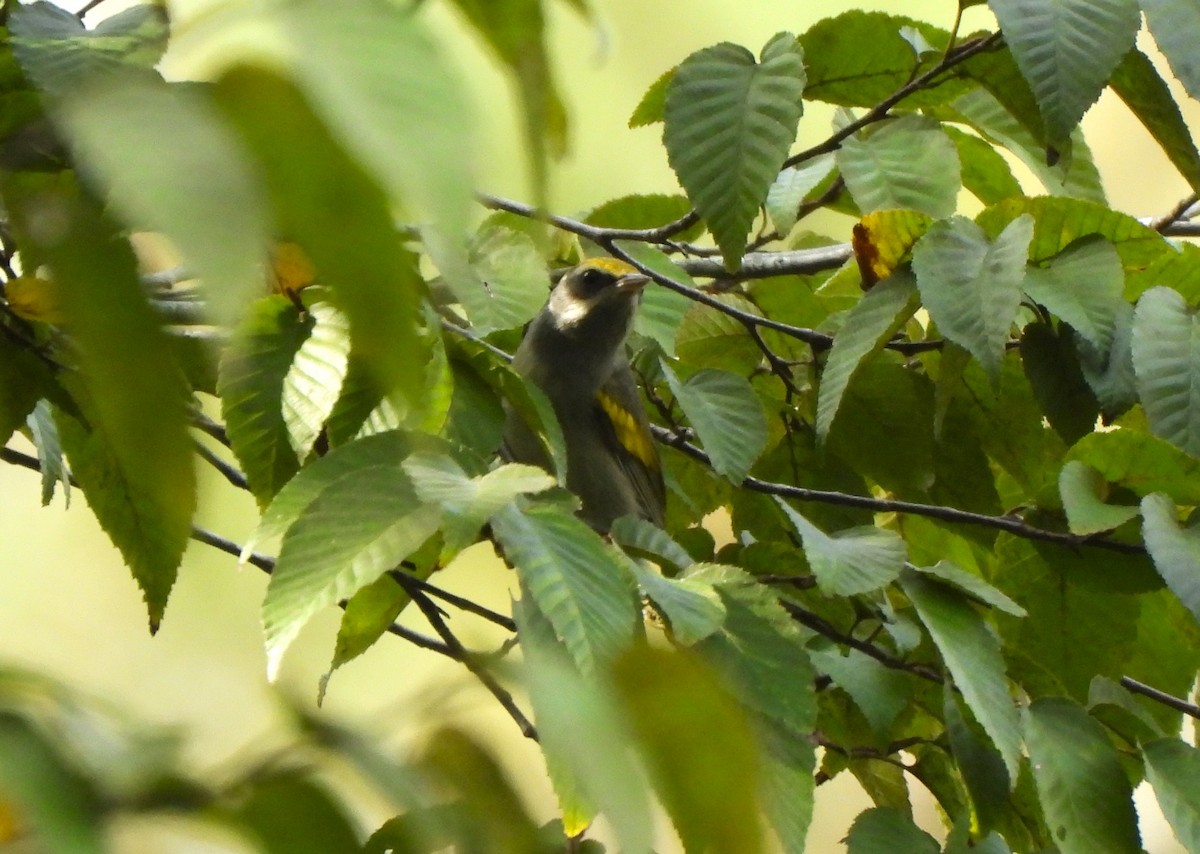 キンバネアメリカムシクイ - ML647800493