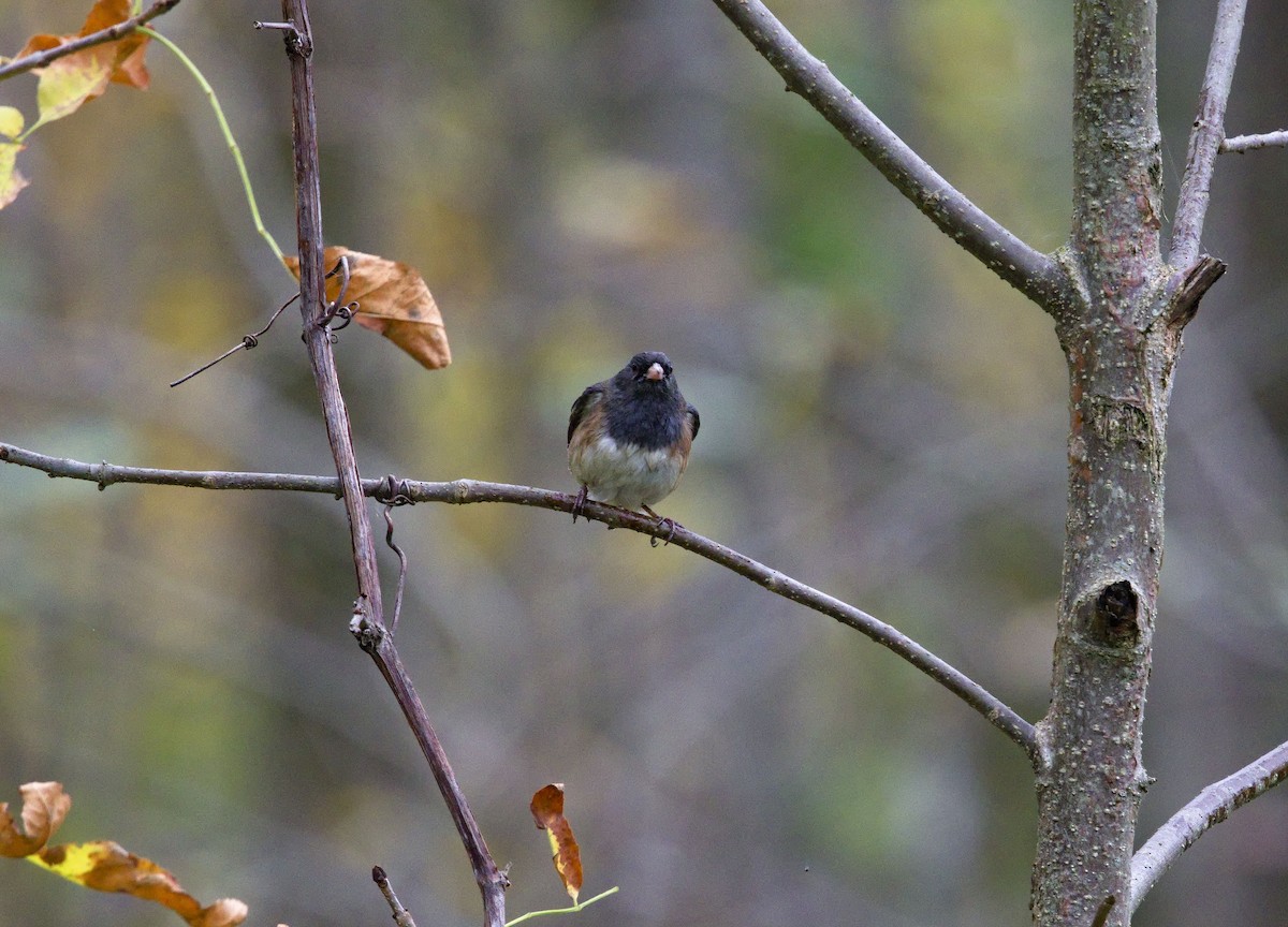 Dark-eyed Junco (Oregon) - ML647800510